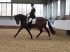 dressage horse Baumann's Achilles (Westphalian, 2001, from Abanos)