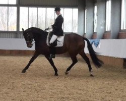 dressage horse Baumann's Achilles (Westphalian, 2001, from Abanos)