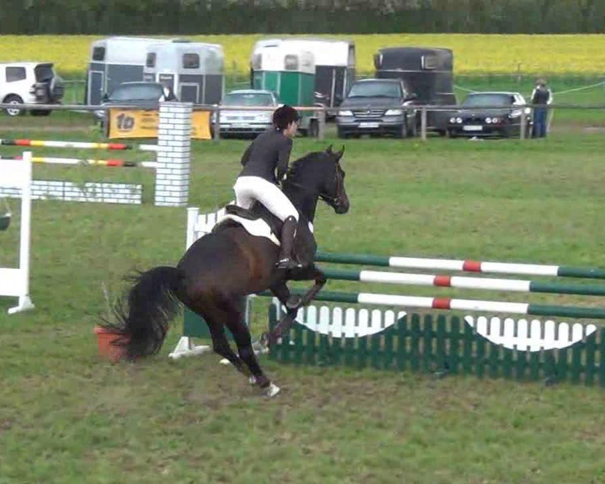 broodmare Havanna Girl 2 (Oldenburg, 2001, from Heraldik xx)