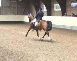 dressage horse Ronaldo 65 (Bavarian, 1999, from Rivero II)