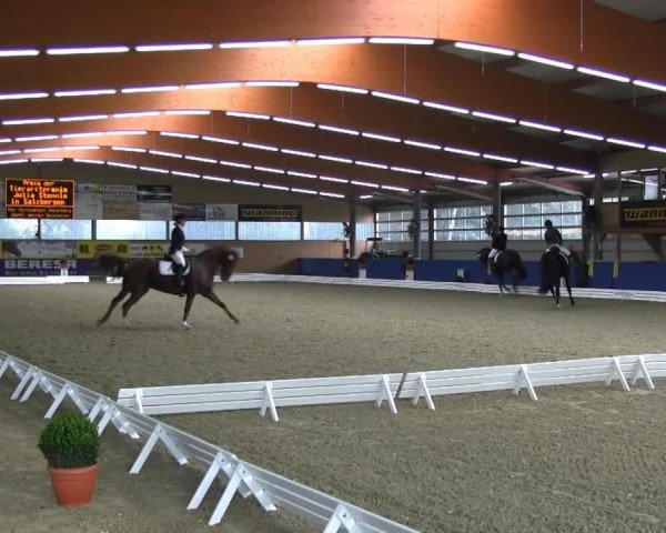 dressage horse Djaffna 2 (Oldenburg, 2002, from Depardieu 11)