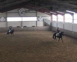 dressage horse Levisto D (German Riding Pony, 2007, from Castenrayseweg's Lars)