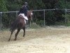 dressage horse Andretti D (German Riding Pony, 2004, from Amarillys Sensation D)