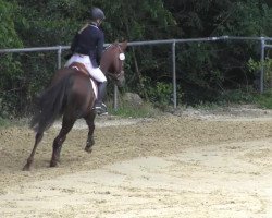 dressage horse Andretti D (German Riding Pony, 2004, from Amarillys Sensation D)