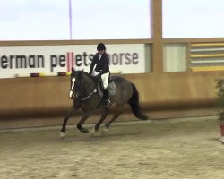 jumper Clintano 3 (Oldenburg show jumper, 2002, from Clinton I)