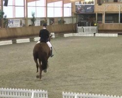 dressage horse Bonne Amie 11 (Oldenburg, 2001, from Don Pikado)