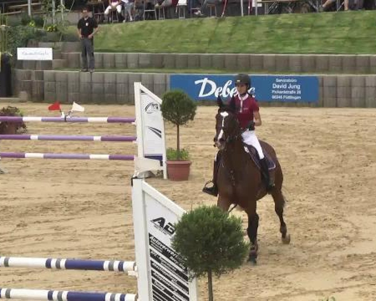 jumper Vincent 138 (KWPN (Royal Dutch Sporthorse), 2000, from Voltaire)