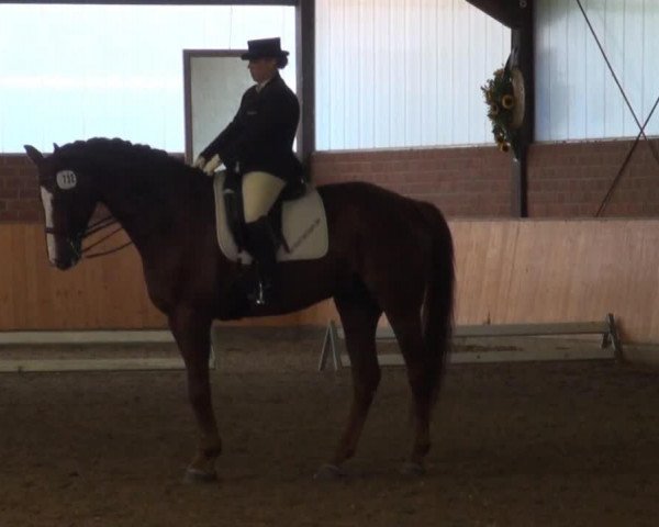 dressage horse Luis Colado (Hanoverian, 2005, from Londonderry)