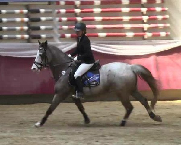 jumper Beka's Silvio (German Riding Pony, 2004, from Beka's Spartacus)