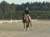 dressage horse Brownie Mc Gee 2 (Welsh-Pony (Section B), 2004, from Leuns Veld's Lord)