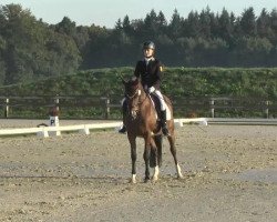 dressage horse Brownie Mc Gee 2 (Welsh-Pony (Section B), 2004, from Leuns Veld's Lord)