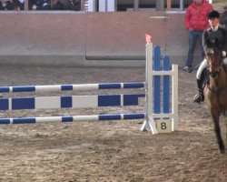 jumper Mountain (German Riding Pony, 1995, from Mescalero)