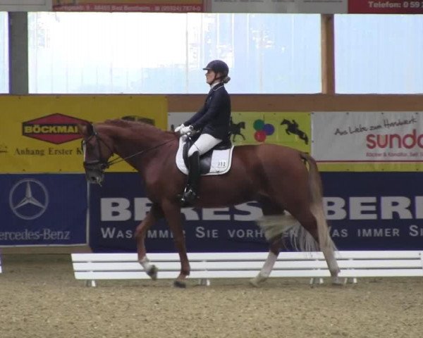 dressage horse Lifestyle 43 (Hanoverian, 2003, from Londonderry)