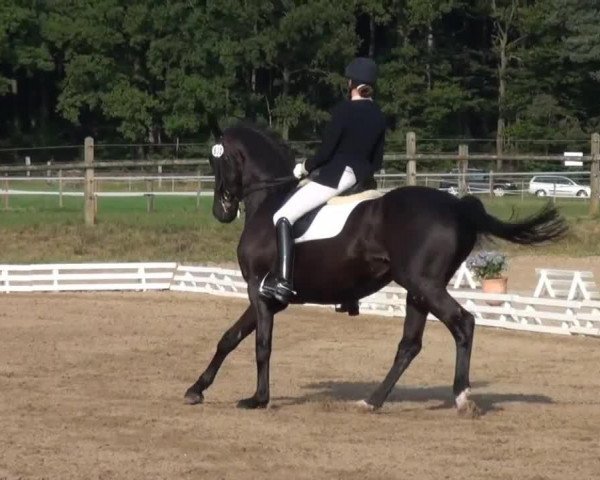 dressage horse Diavolino 5 (Hanoverian, 2004, from Don Frederico)