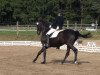 dressage horse Diavolino 5 (Hanoverian, 2004, from Don Frederico)