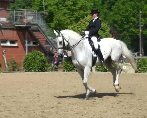 dressage horse Regalito Blanco (Hanoverian, 2002, from Rotspon)