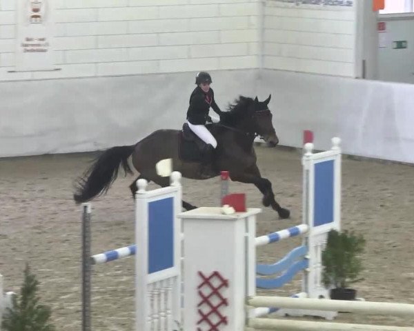 Springpferd Cordano 18 (Ungarisches Warmblut, 2001, von Corghano)