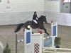 Springpferd Cordano 18 (Ungarisches Warmblut, 2001, von Corghano)