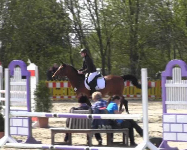 horse Sandro Khan 2 (German Sport Horse, 2003, from Sarid ox)