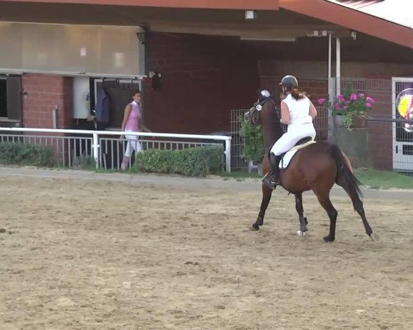 jumper Blind Date 20 (Oldenburg, 2000, from Noble Dancer)