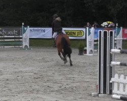 Springpferd Forever H (Tschechisches Warmblut, 2001, von Graf Czech)