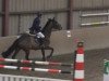 jumper Argentano G (Hessian Warmblood, 2002, from Akribori)