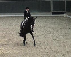 dressage horse Amicelli (Rhinelander, 2003, from Abanos)