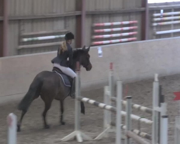 jumper Esja 4 (Hanoverian, 2004, from El Bundy)