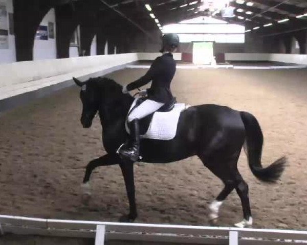 dressage horse Tetti-Bara (Oldenburg, 2001, from Harvard)