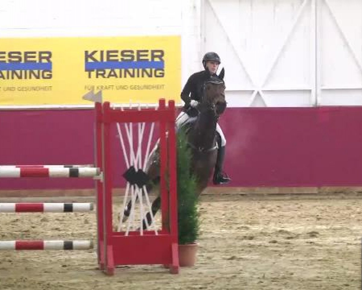 jumper Anytos (German Sport Horse, 2004, from Actros)