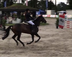 jumper Colandro 3 (Oldenburg show jumper, 2004, from Colander)