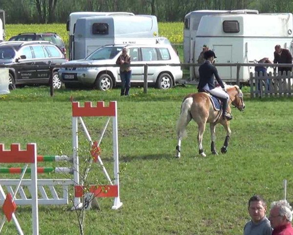 jumper Asterix (Haflinger, 1999, from 1338 Afghan II)