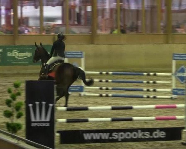 jumper Cairo (German Sport Horse, 2006, from Cashmaker)
