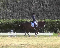 dressage horse Carpe Diem (German Riding Pony, 2003, from Colonel)