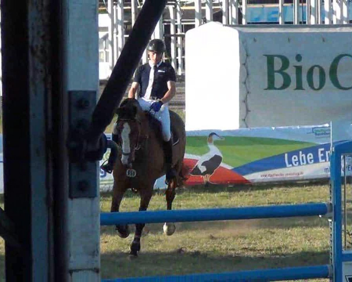 jumper Vancouver 35 (KWPN (Royal Dutch Sporthorse), 2004, from Voltaire)