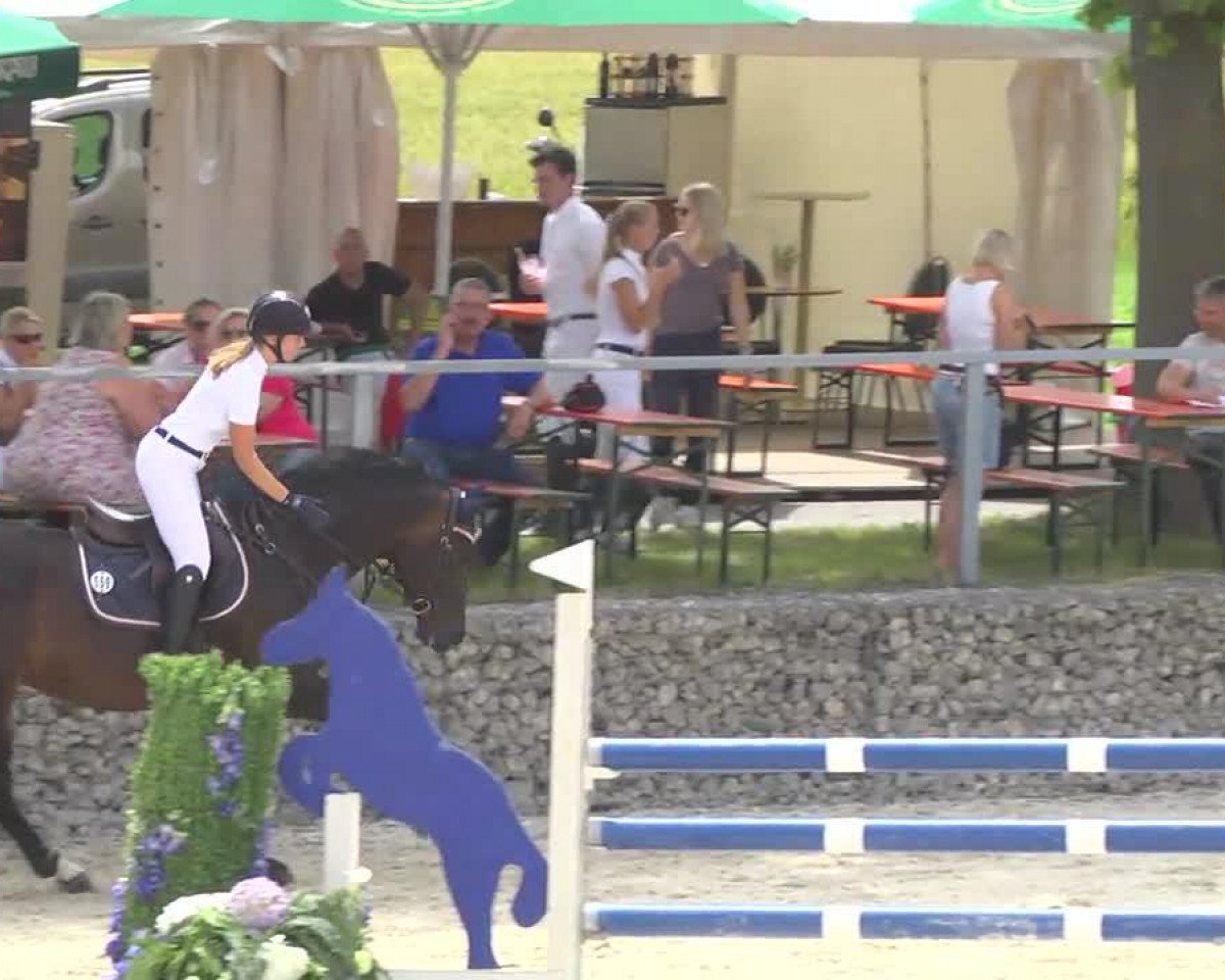 jumper Hi Joey (Austrian Warmblood, 2003, from Contendro I)