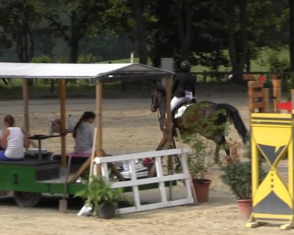 Springpferd Rilana 62 (Deutsches Sportpferd, 2004, von Rutowski)