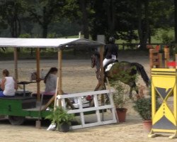 jumper Rilana 62 (German Sport Horse, 2004, from Rutowski)