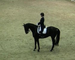 dressage horse Rock me Ruby (Oldenburg, 2006, from Rubinero 2)