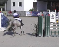 jumper Cloude Dancer (Oldenburg show jumper, 2004, from Camposanto)