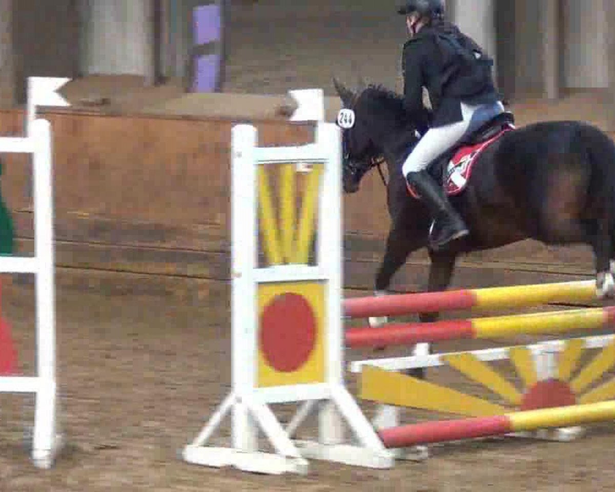 jumper Rasputin (New Forest Pony, 2001, from Rambo)