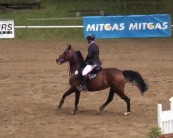 jumper Kim 345 (German Sport Horse, 2004, from Kolibri 2705)