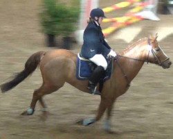 dressage horse Celin 28 (German Riding Pony, 2004, from Kaiserstolz)