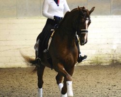 dressage horse Fantastico (Hanoverian, 2005, from Florencio I)