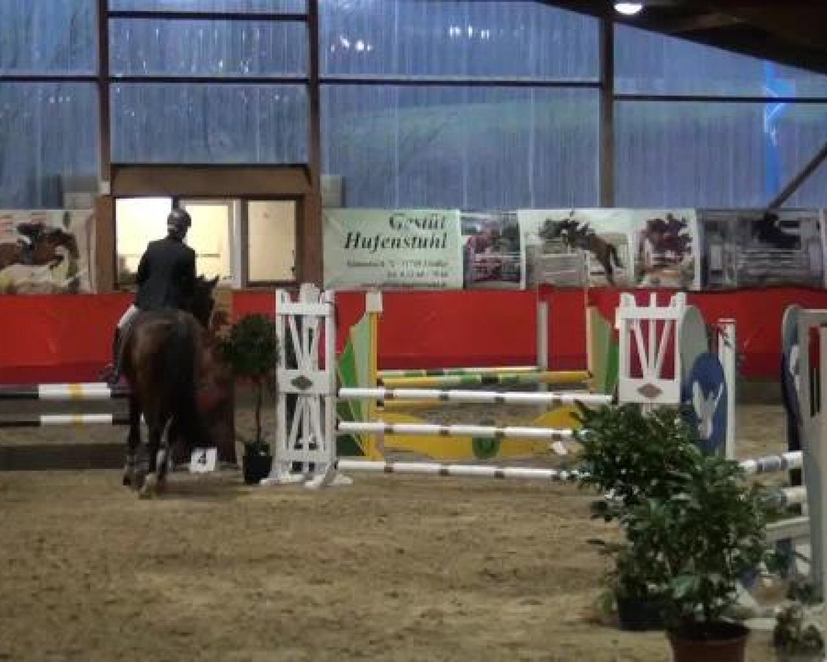Springpferd Lenoks Jay (Lettisches Warmblut, 2002, von Landgold)