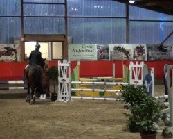 jumper Lenoks Jay (Latvian Warmblood, 2002, from Landgold)