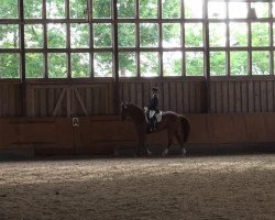 dressage horse Fidelia (Westphalian, 1998, from Florestan I)