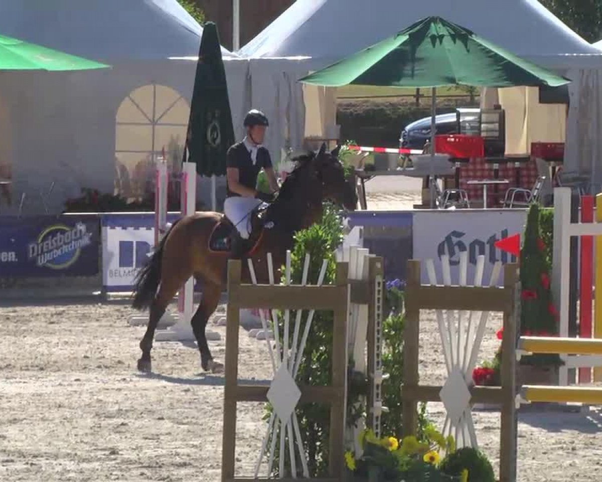 Dressurpferd Luwego (Bayer, 2003, von Landprinz)