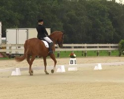 dressage horse Wendelin 232 (Hanoverian, 1998, from Weltmeyer)