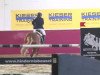 jumper Roven's Goldschnuppe (KWPN (Royal Dutch Sporthorse), 2003, from Roven xx)